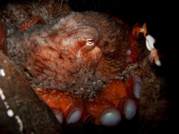 A close up with a large octopus.