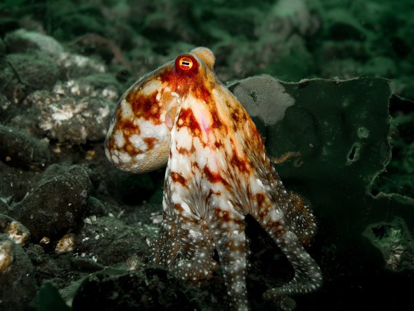 A small octopus.