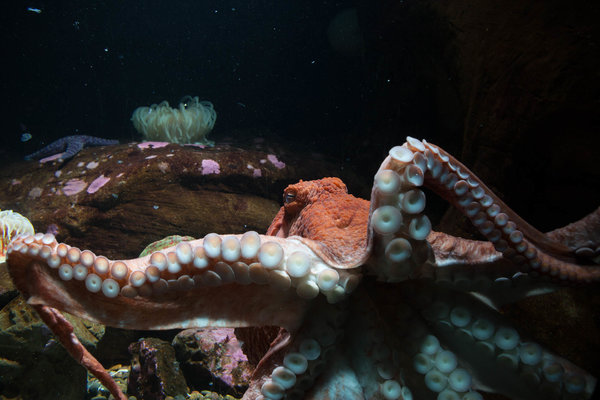 A octopus showing off their suckers.