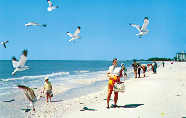 A postcard showing the beach at Marco Island. Reprinted from Marco Island by Austin J. Bell, Kaitlin Romey, and the Marco Island Historical Society (pg. 52, Arcadia Publishing, 2018).