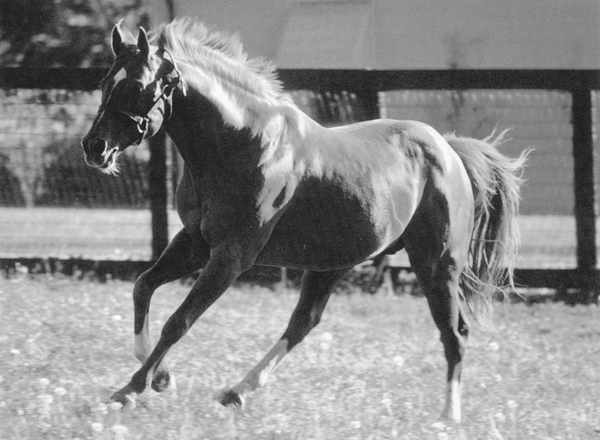 Secretariat, the most famous horse in Kentucky Derby racing history. Reprinted from <a data-cke-saved-href='/Products/9780738566887' href='/Products/9780738566887'>Kentucky’s Famous Racehorses</a> by Patricia L. Thompson, courtesy of the author (pg. 32, Arcadia Publishing, 2010). Secretariat, the most famous horse in Kentucky Derby racing history.