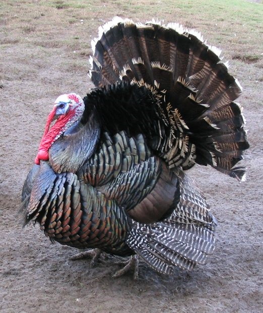 turkey