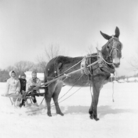 Children taking a sleigh ride during a snowstorm in Apex, North Carolina.