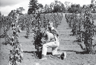 David Lett and his son, Jim Lett, working on vines at Eyrie Vineyards in Dundee Oregon. Reprinted from Oregon Wine Country Stories: Decoding the Grapes by Kenneth Friedenreich (pg 37, The History Press, 2018).