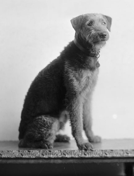 President and First Lady Harding’s Airedale Terrier, Laddie Boy. Public Domain image via Wikimedia Commons.
