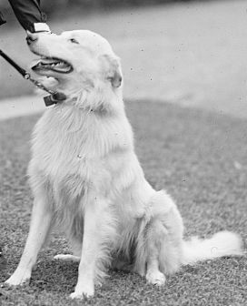 Rob Roy, dog to President Calvin Coolidge. Public Domain image via Wikimedia Commons.
